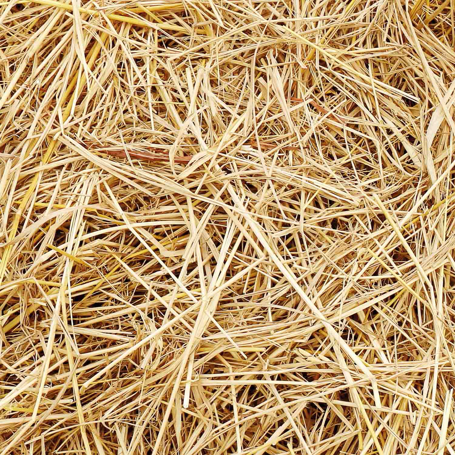 3.1 AdobeStock_197782672-Stroh_quadratisch