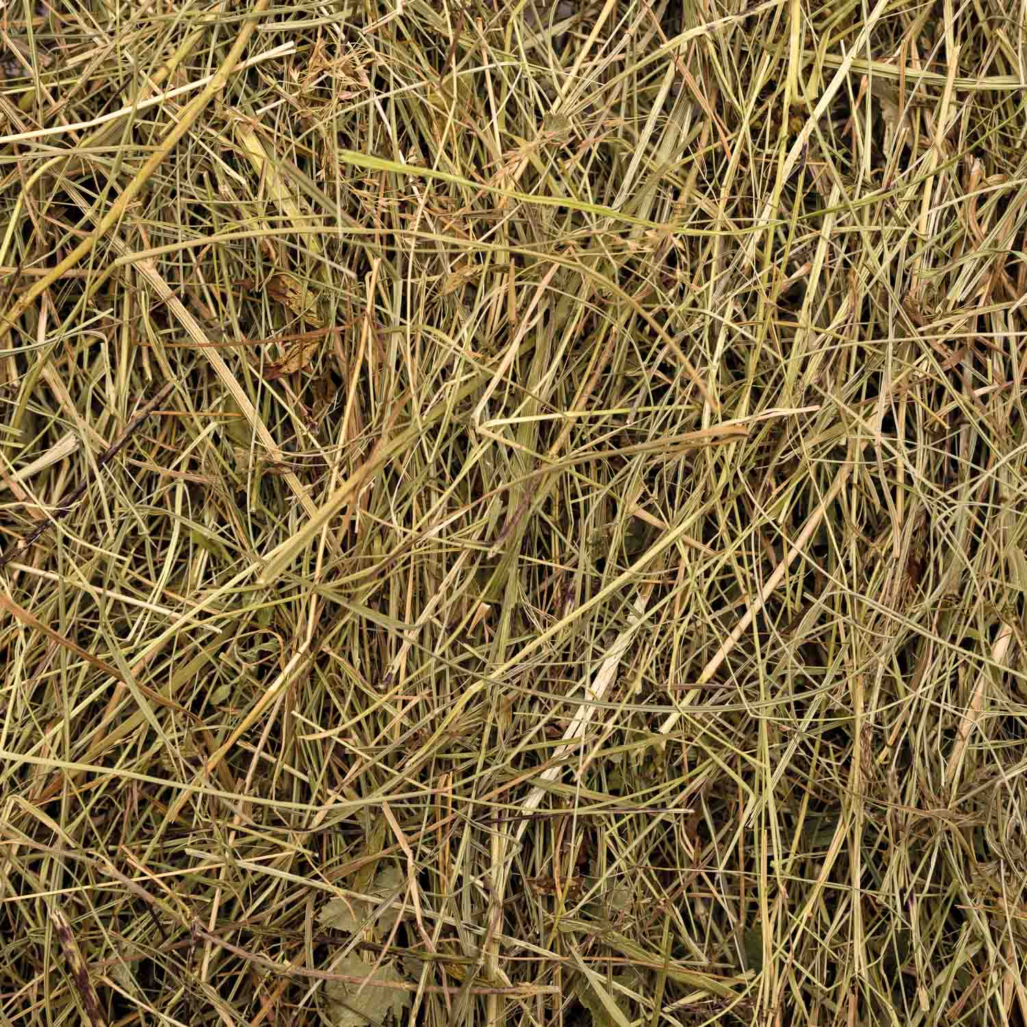 3.2 AdobeStock_78756102-Heu_quadratisch