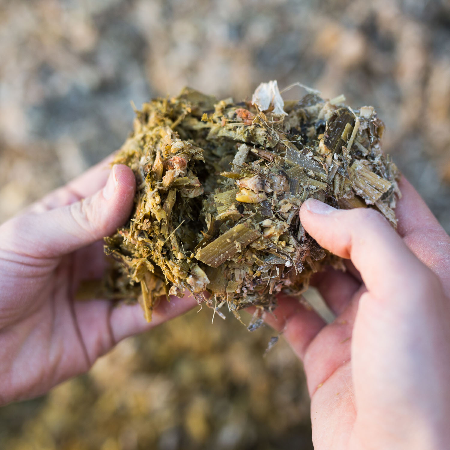 3.5 AdobeStock_617962753-Maissilage_quadratisch